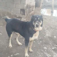 سگ نگهبان|سگ|نیشابور, قلعه نو|دیوار