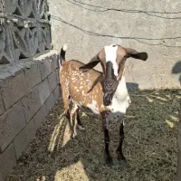 فروش دو عدد کهره ماده