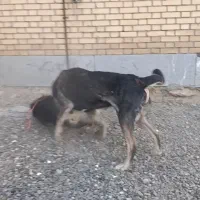 سگ پژدر|سگ|تویسرکان, |دیوار