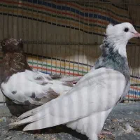 کبوتر سینه ای