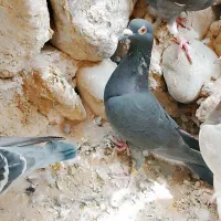 کفتر گوک