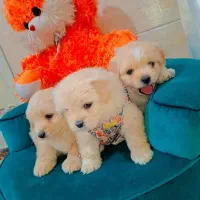 مالتیپو عروسکی|سگ|رشت, دیانتی|دیوار