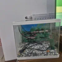 آکواریوم شرکتی|ماهی|قم, زنبیل آباد|دیوار