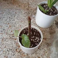 گل آپارتمانی|گل و گیاه طبیعی|مسجد سلیمان, |دیوار