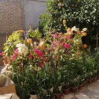 گل کاغذی.پیازگل نرگس آماده گل. گل ابریشمی