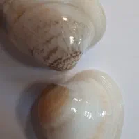 گوش ماهی|ماهی|تهران, دهونک|دیوار