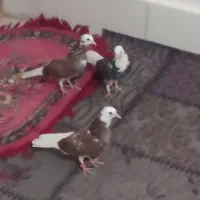 قیمت یک و پنصد|پرنده|زابل, |دیوار