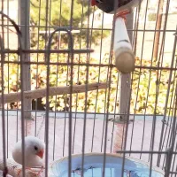 یک جفت فنچ راه راه یا فنچ زبرا Zebra Finch|پرنده|بومهن, |دیوار