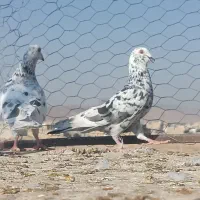 سرور بهبهونی|پرنده|شیراز, جانبازان|دیوار