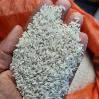 برنج هاشمی محلی دخل دار لاهیجان