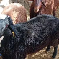 فروش بره|حیوانات مزرعه|فریدونشهر, |دیوار