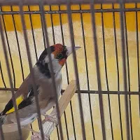 دوتا جوجه سهره تازه رنگ زده