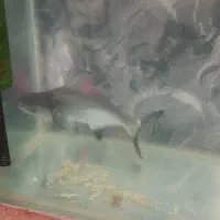 ماهی پنگوسی گوشتخوار