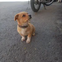 سگ پارمر عروسکی