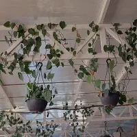 فروش استثنایی پتوس اسکاندیس