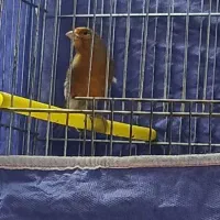 قناری نر سرخ