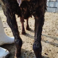 گوسفند|حیوانات مزرعه|آق قلا, |دیوار