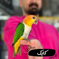 کایک،کاسکو،گرینچیک،کاکادو،طوطی