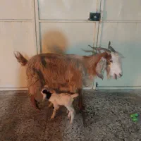 بز با دوتا بیگ نرو ماده