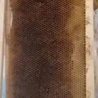 فروش پوکه زنبور