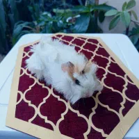 خوکچه هندی|موش و خرگوش|کلاله, |دیوار