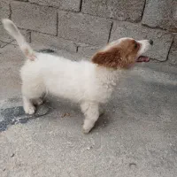 سگ باهوش وبازیگوش