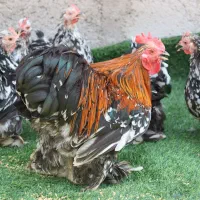ست مرغ و خروس کوشین (بلک متلد)