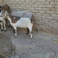 یک بز و یک کولار|حیوانات مزرعه|بردسکن, |دیوار