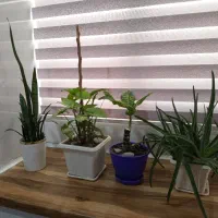 گل های آپارتمانی|گل و گیاه طبیعی|رباط‌کریم, مسکن مهر آبشناسان|دیوار