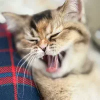 گارفیلد|گربه|رشت, جانبازان|دیوار