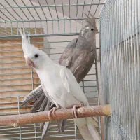 جفت عروس هلندی مولد واقعی با جوجه