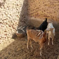 بزدورگ ، و یکی سانان اصل ، و یک چپیش مورسیا