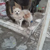 سگ خونگی|سگ|مشهد, امیرآباد|دیوار