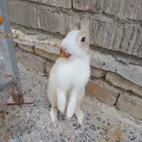 خرگوش زرنگ
