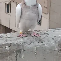 کبوتر|پرنده|اهواز, کوی پیروزی|دیوار