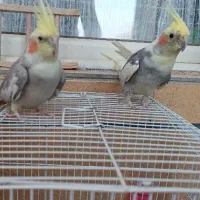 عروس هلندی معاوضه
