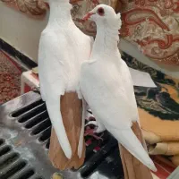 جفت کبوتر حمال رو تخم دم تخم