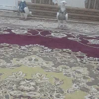 کبوتر‌طوقی|پرنده|شوشتر, |دیوار