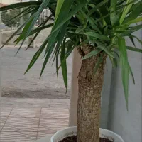 دو عدد یوکا  تنه دار  کلکسیونی
