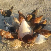 مرغ و بوقلمون