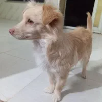 واگذاری سگ خونگی|سگ|یزد, |دیوار