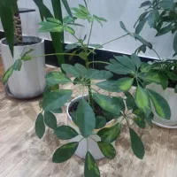 گلهای آپارتمانی|گل و گیاه طبیعی|کنگاور, |دیوار