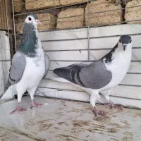 کبوتر دمگیر بوم گنجه بر