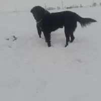 توله نرولاس قدرجونی