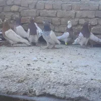 کفتر عروسک