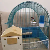 فنج گلدین جفت|پرنده|تبریز, |دیوار