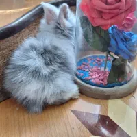 خرگوش|موش و خرگوش|کرمان, |دیوار