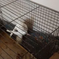 عروس هلندی گمشده در محمد آباد گرگان|حیوانات|گرگان, |دیوار