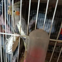 عروس هلندی نربالغ
