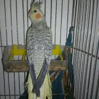 یک جفت عروس هلندی گلباقالی|پرنده|ساوه, |دیوار